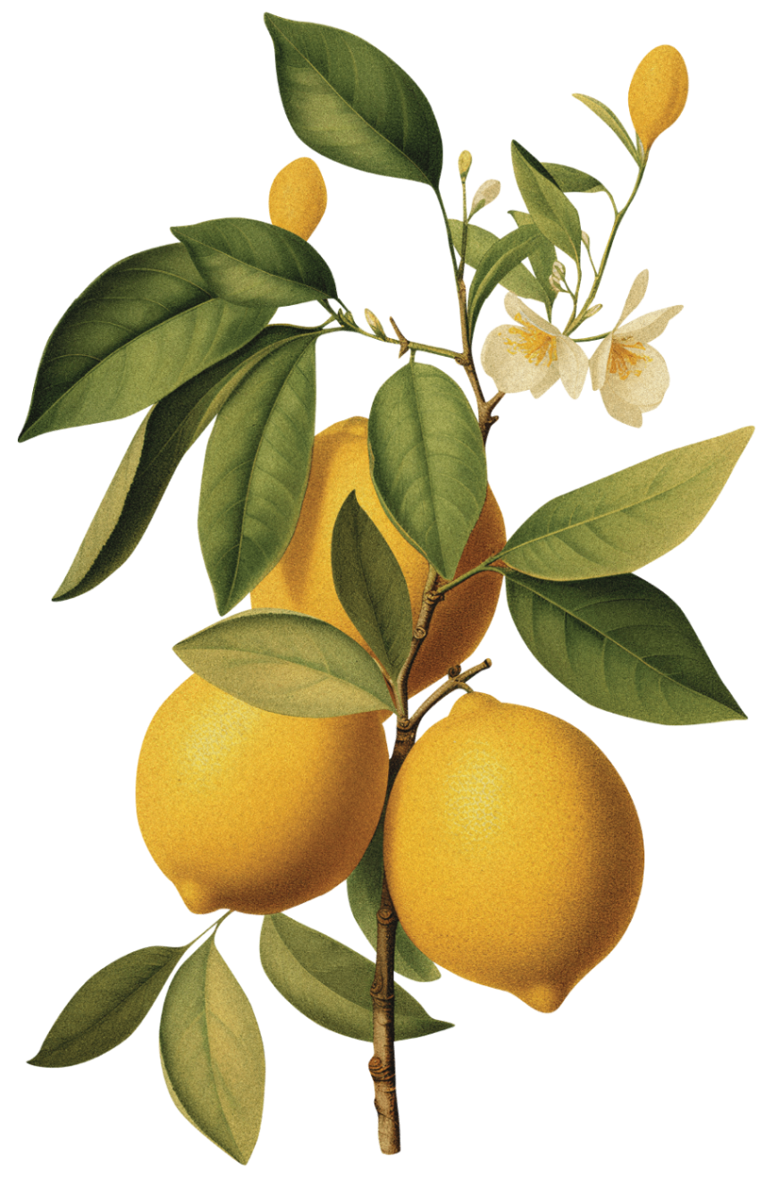 Botanical lemon illustration